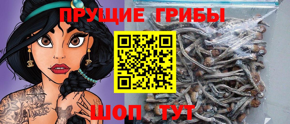 Псилоцибиновые грибы Psilocybe Краснокаменск